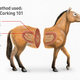 Illustration for article titled What You Need To Know About Horse Corking